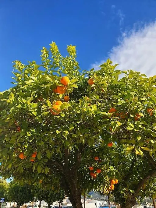 Holiday home Olive Tree Self-Catering Accommodation Olvera